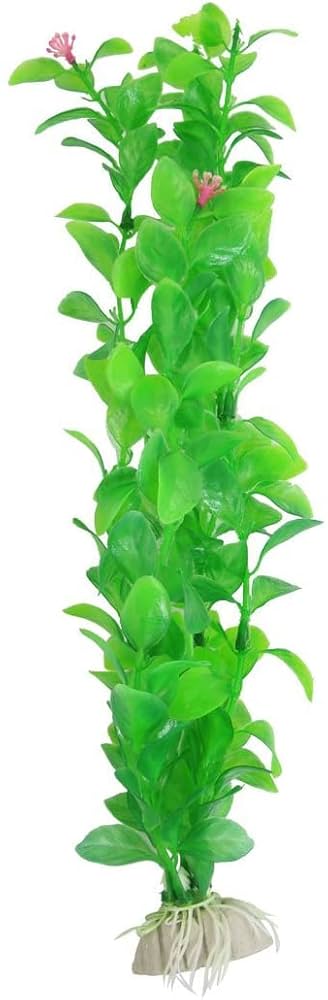 【専用ページ】金魚　亀　花ボタン 先日の交配クイズの答え合わせ 正解はP. superbum dwarf × P
